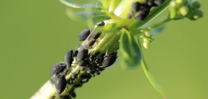 Naturalne sposoby na pozbycie się mszyc – skuteczne metody dla każdego ogrodnika