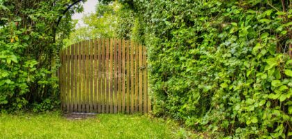 Jakie krzewy wybrać na żywopłot i jak o nie dbać? Poradnik dla ogrodników