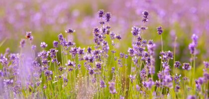 Jak uprawiać lawendę w doniczce? Poradnik pielęgnacji krok po kroku