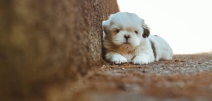 Jak socjalizować szczeniaka, aby wyrósł na pewnego siebie psa