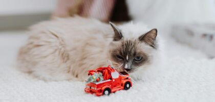 Kot w bloku – jak zapewnić mu dużo atrakcji?